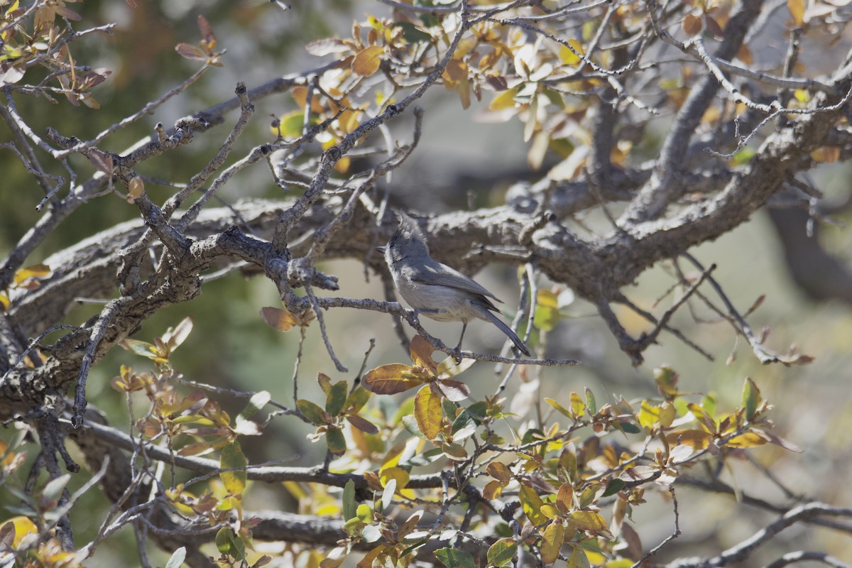 Juniper Titmouse - ML617407226