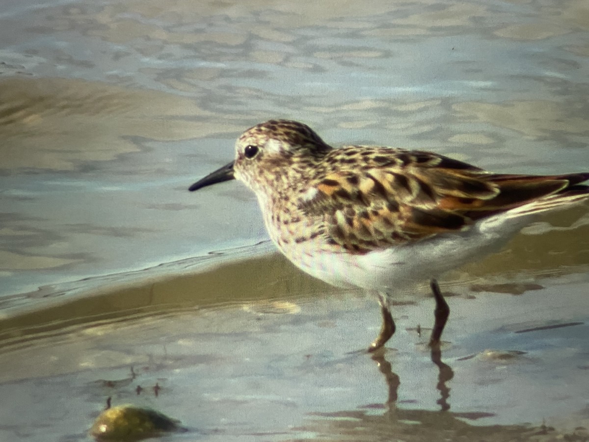 Least Sandpiper - Ivan Machowicz