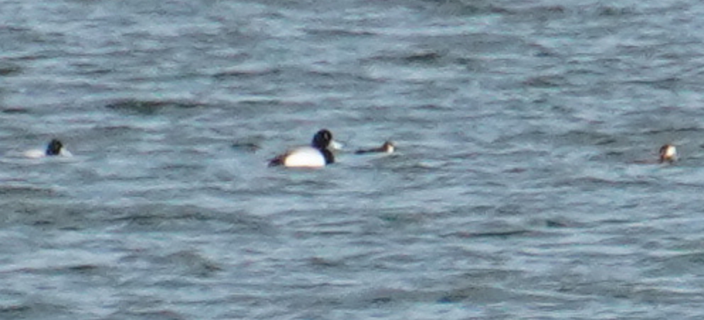 Greater Scaup - ML617407251