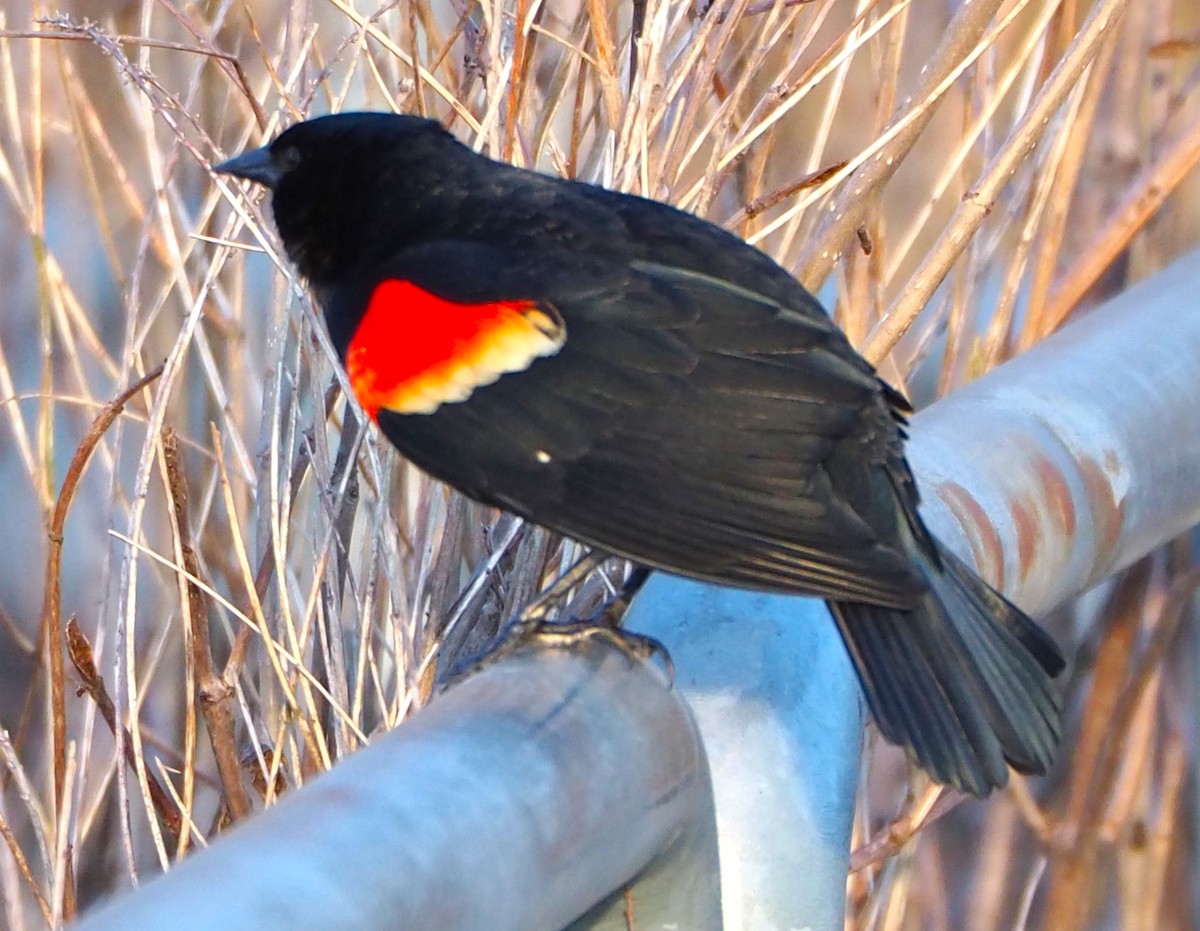 Red-winged Blackbird - ML617407254