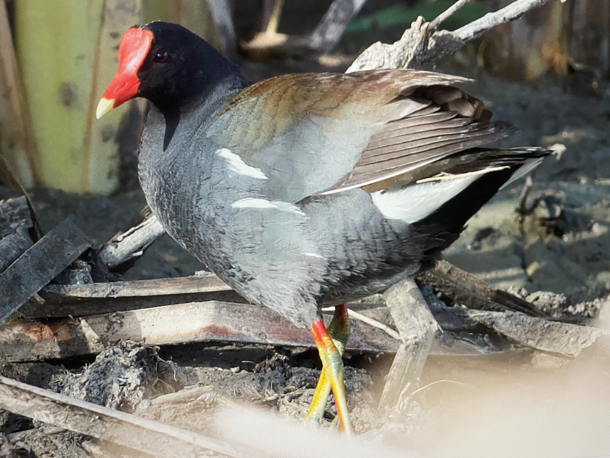 Common Gallinule - Ivan Machowicz