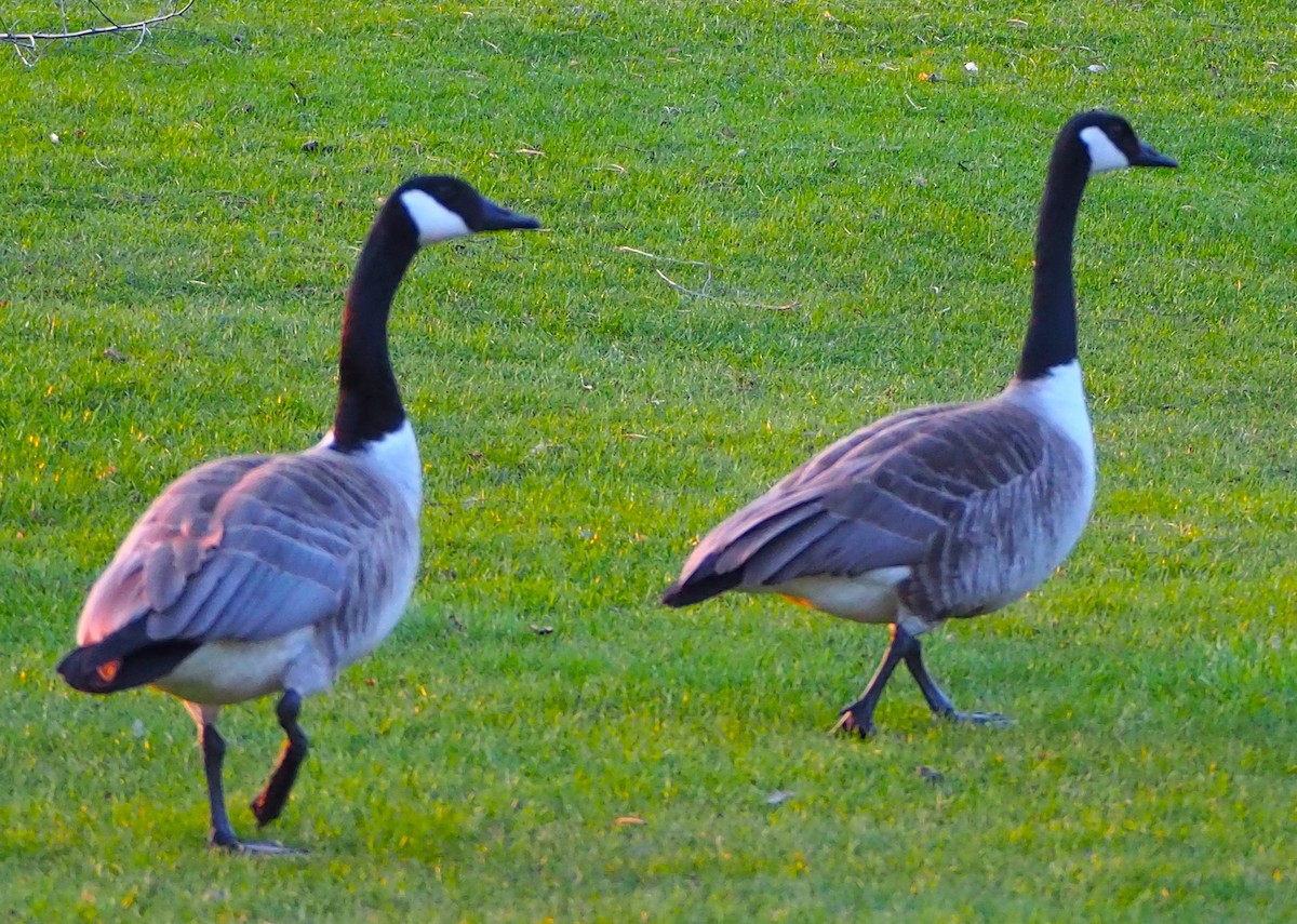 Canada Goose - ML617407284