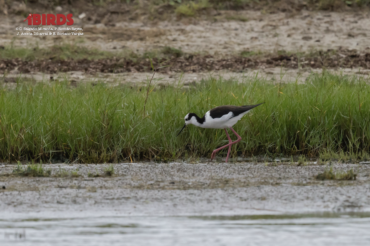 Black-necked Stilt - C. Salgado-Miranda & E. Soriano-Vargas