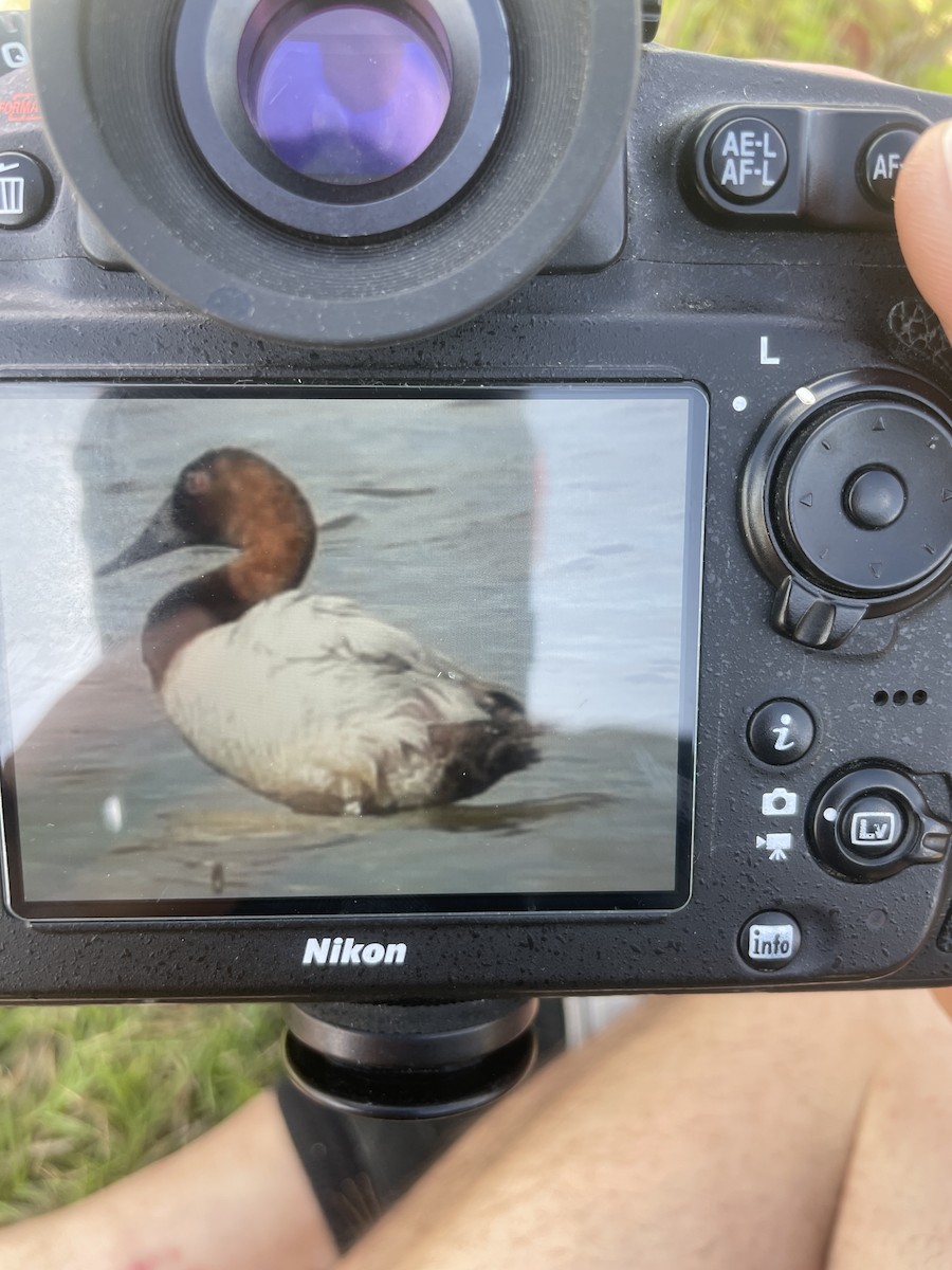 Canvasback - Ivan Machowicz