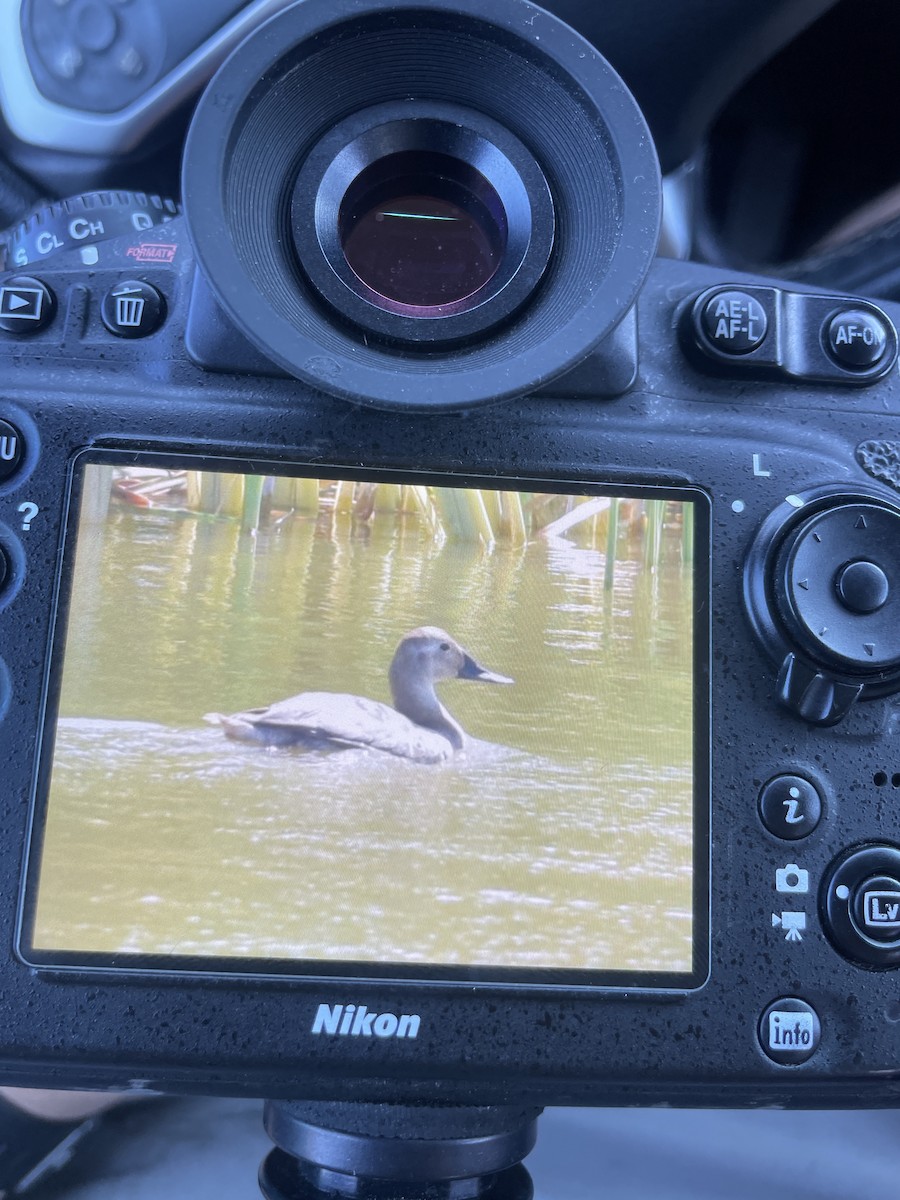 Canvasback - ML617407349