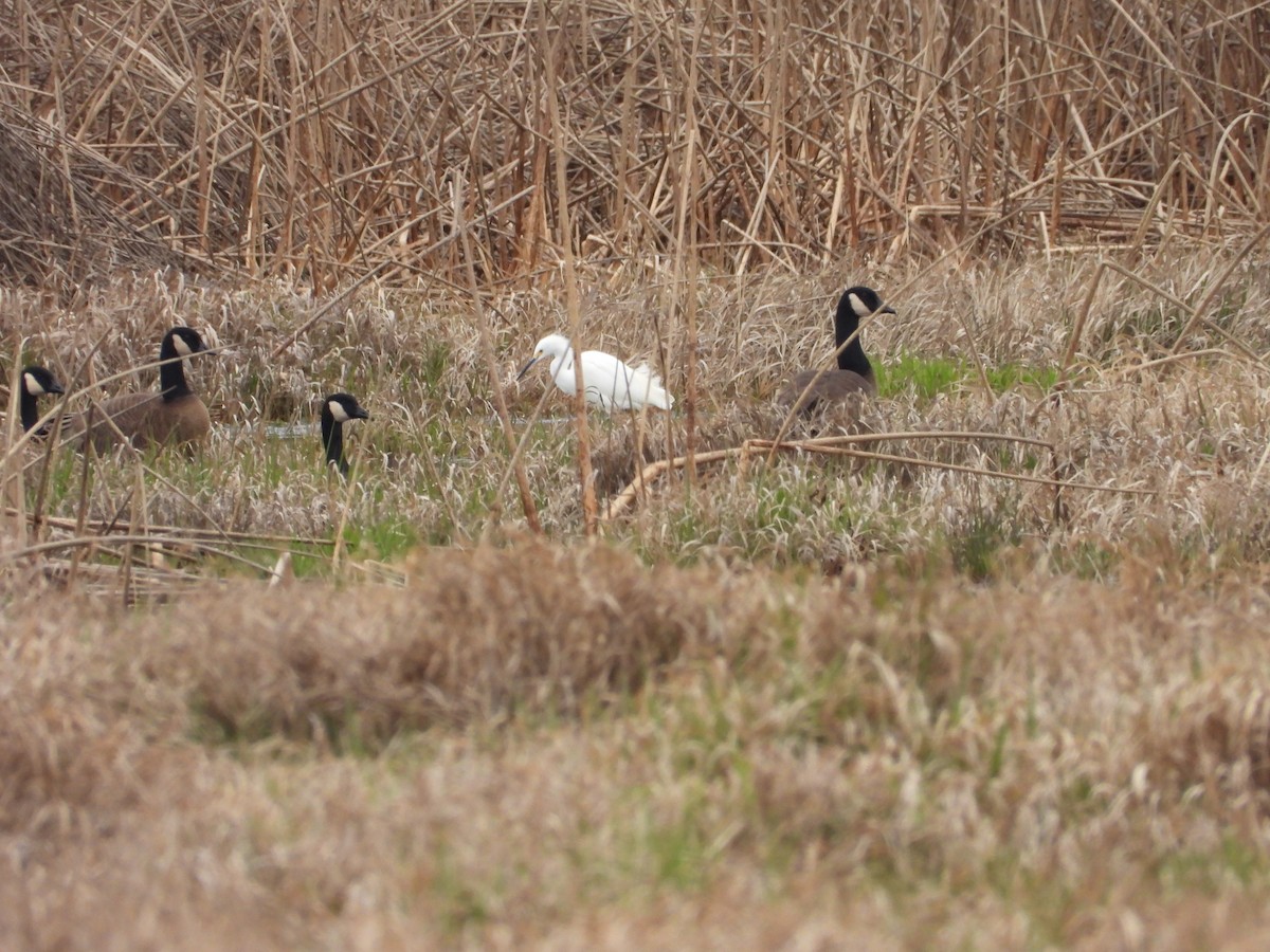 Snowy Egret - April Lauman