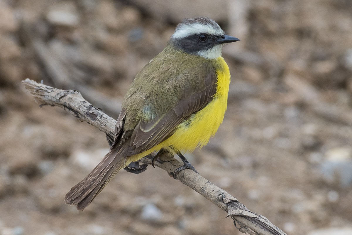 Social Flycatcher - ML617407380