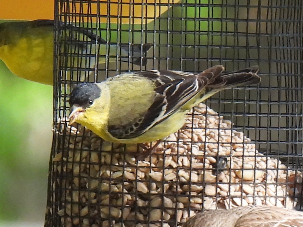 Lesser Goldfinch - ML617407398