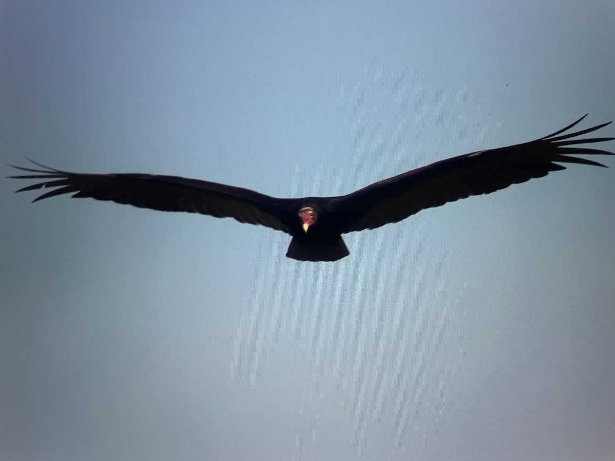 Turkey Vulture - ML617407406