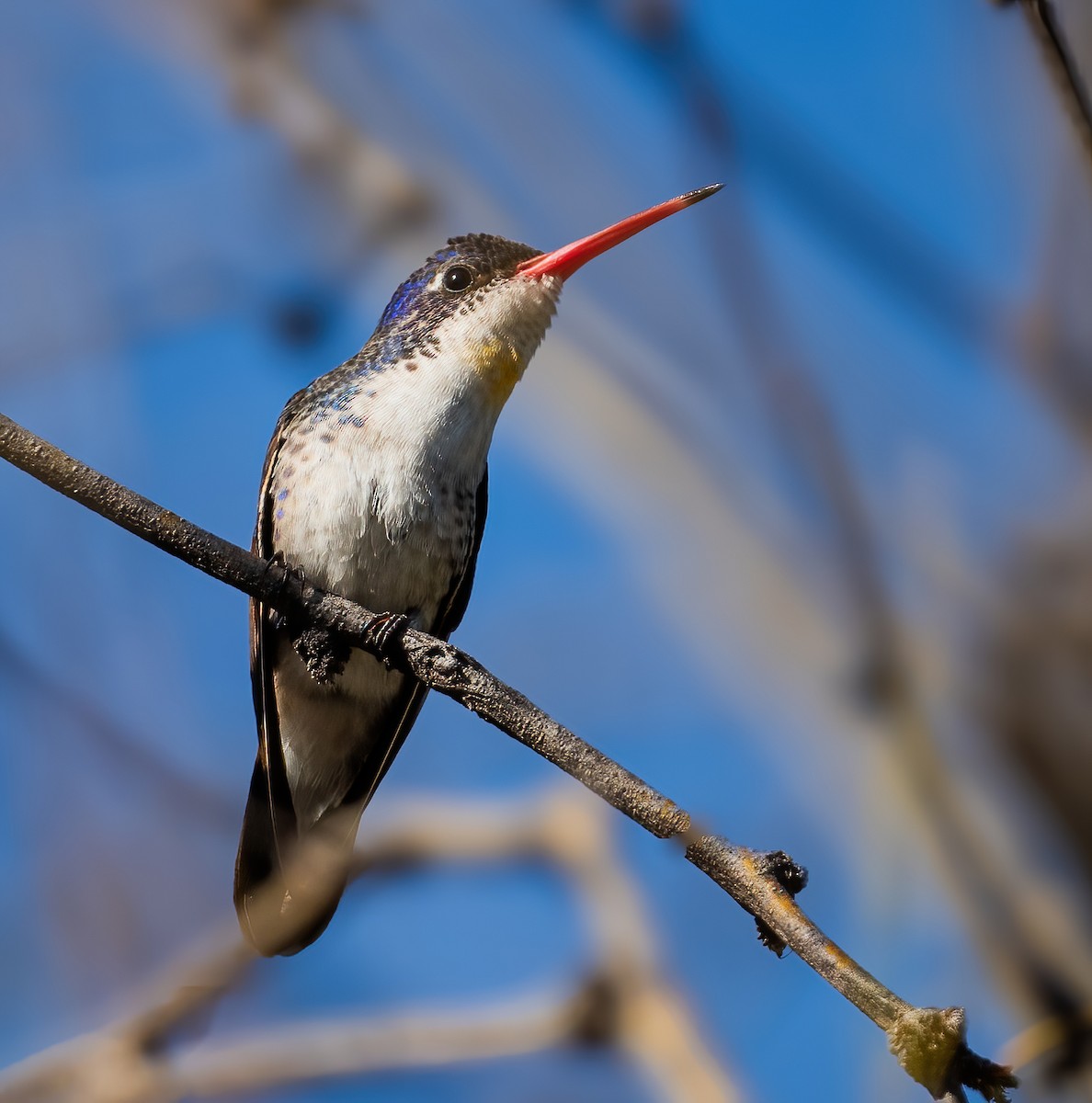 Violet-crowned Hummingbird - ML617407415