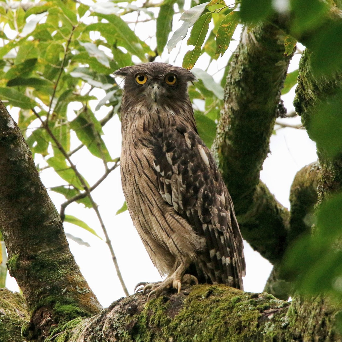 Brown Fish-Owl - ML617407422