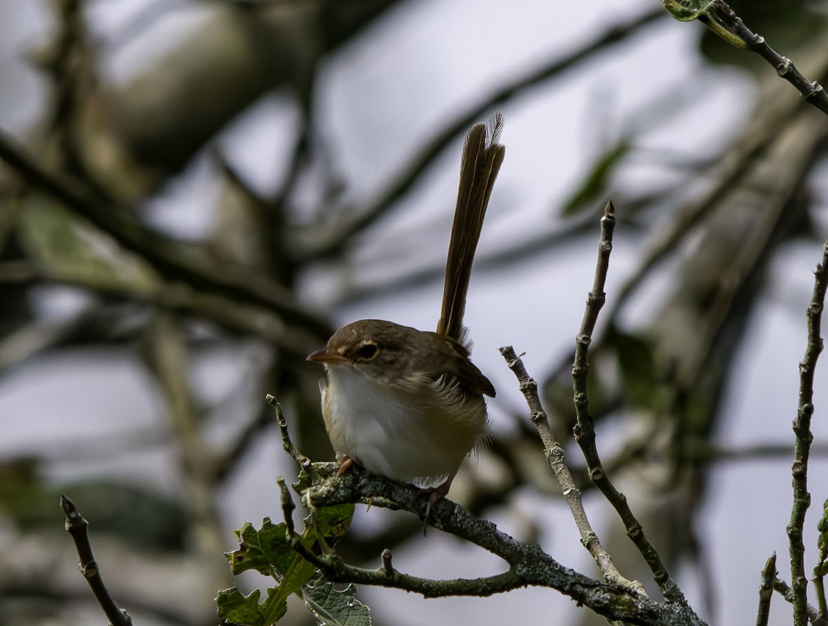 Red-backed Fairywren - ML617407429