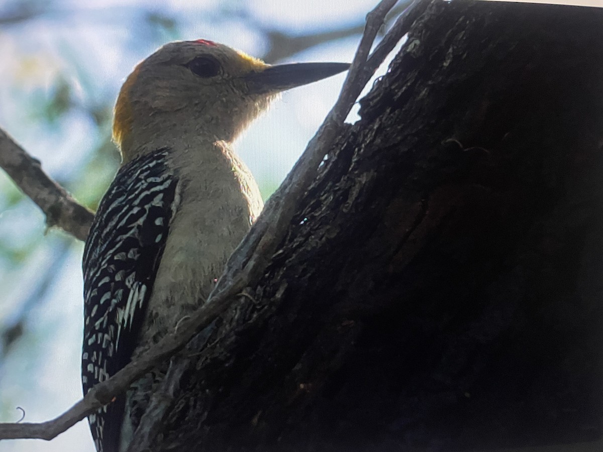 Golden-fronted Woodpecker - Ivan Machowicz