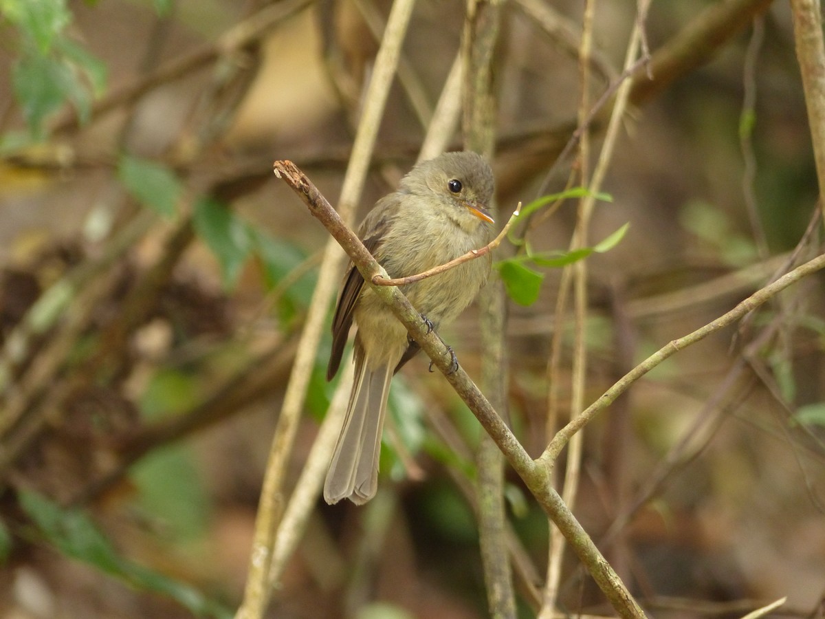 Jamaican Pewee - ML617407454