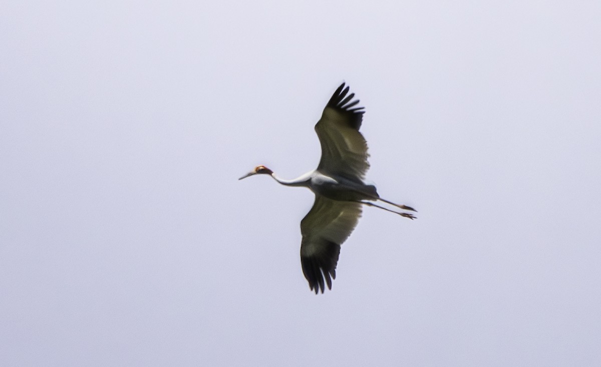 Sarus Crane - ML617407460