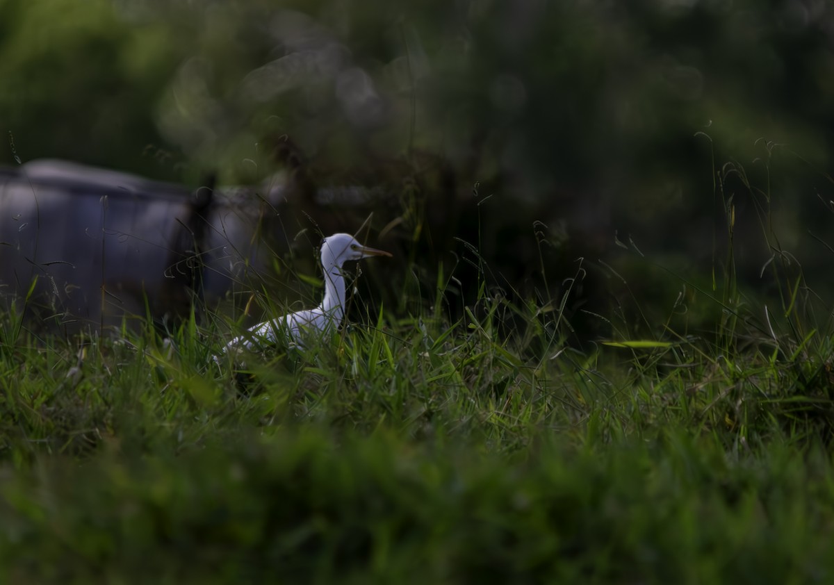 Eastern Cattle Egret - ML617407463