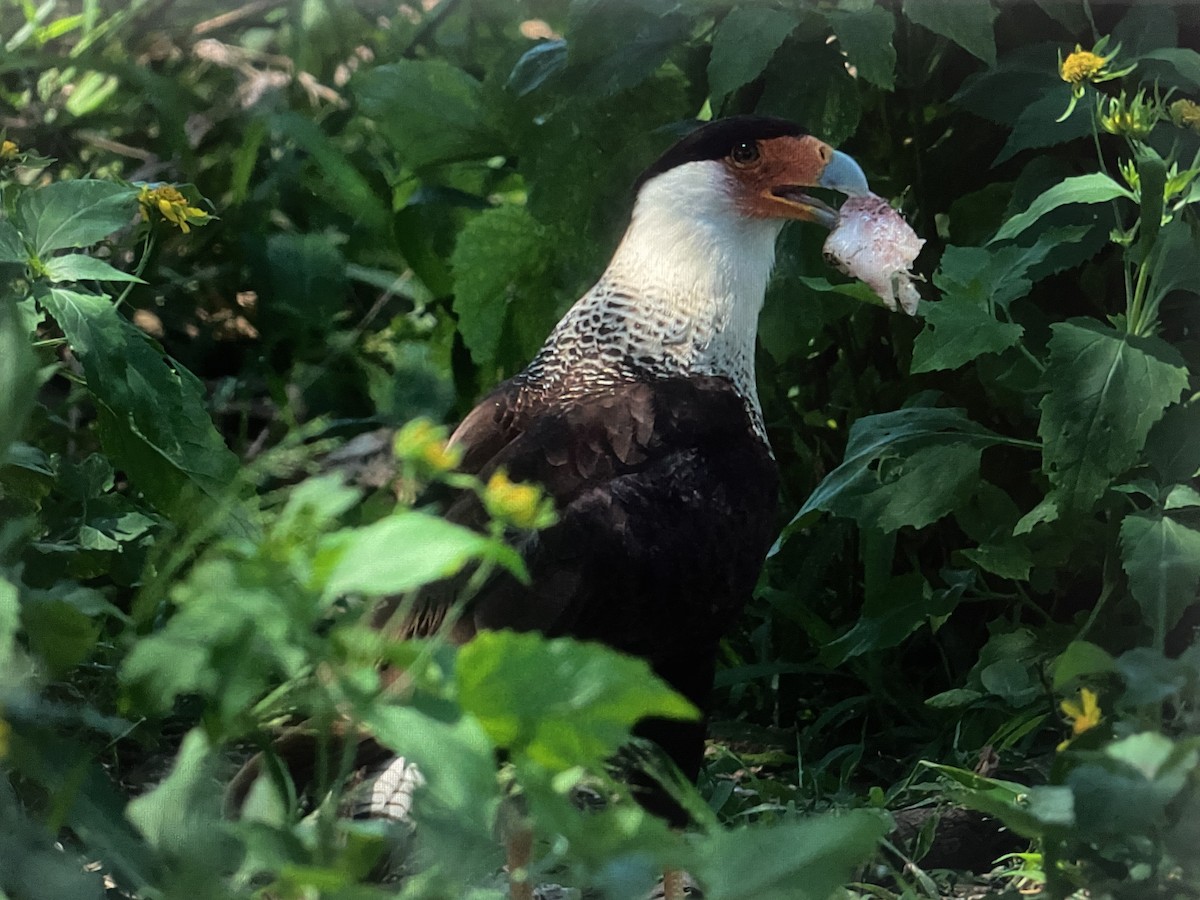 Crested Caracara - Ivan Machowicz