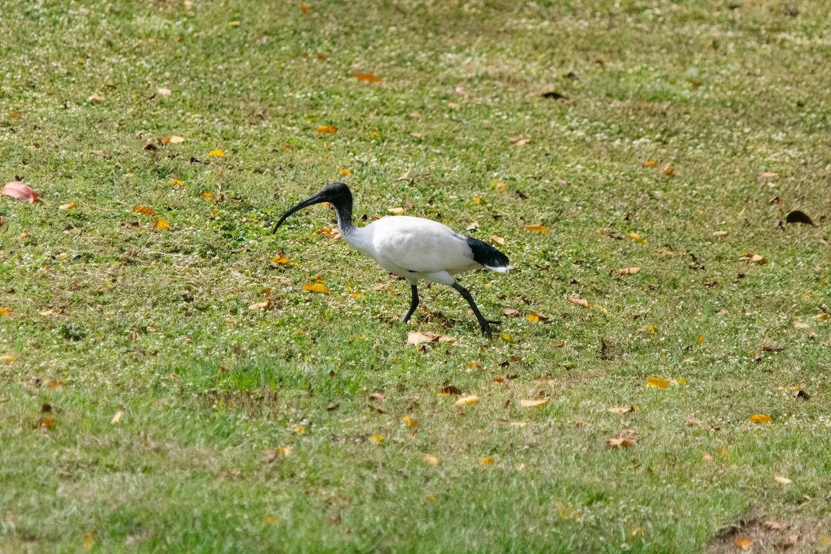 ibis australský - ML617407497