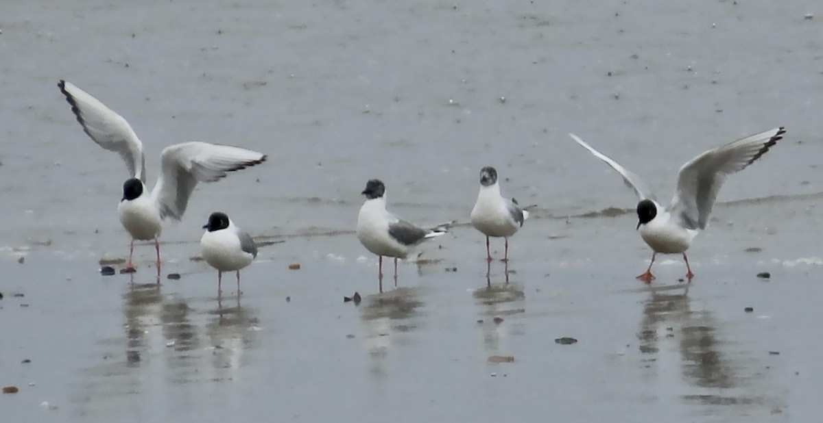 Mouette de Bonaparte - ML617407531