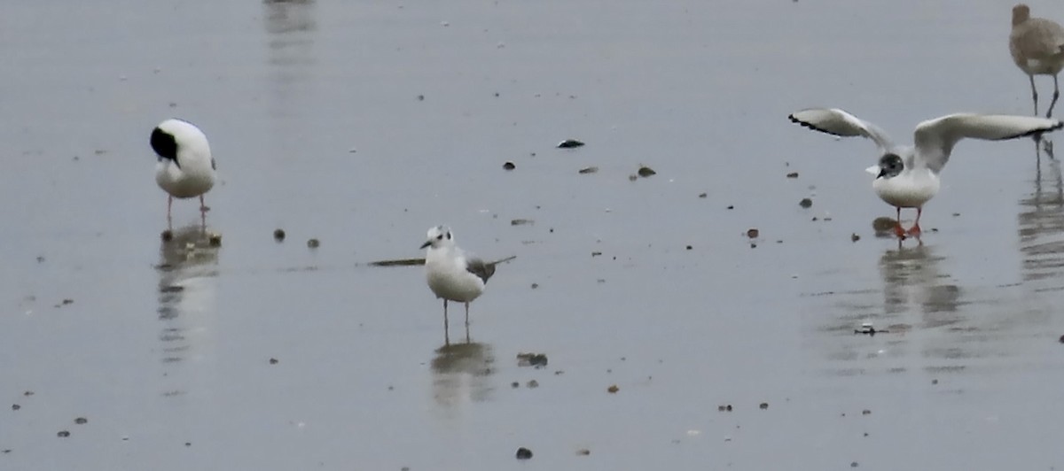 Bonaparte's Gull - ML617407534