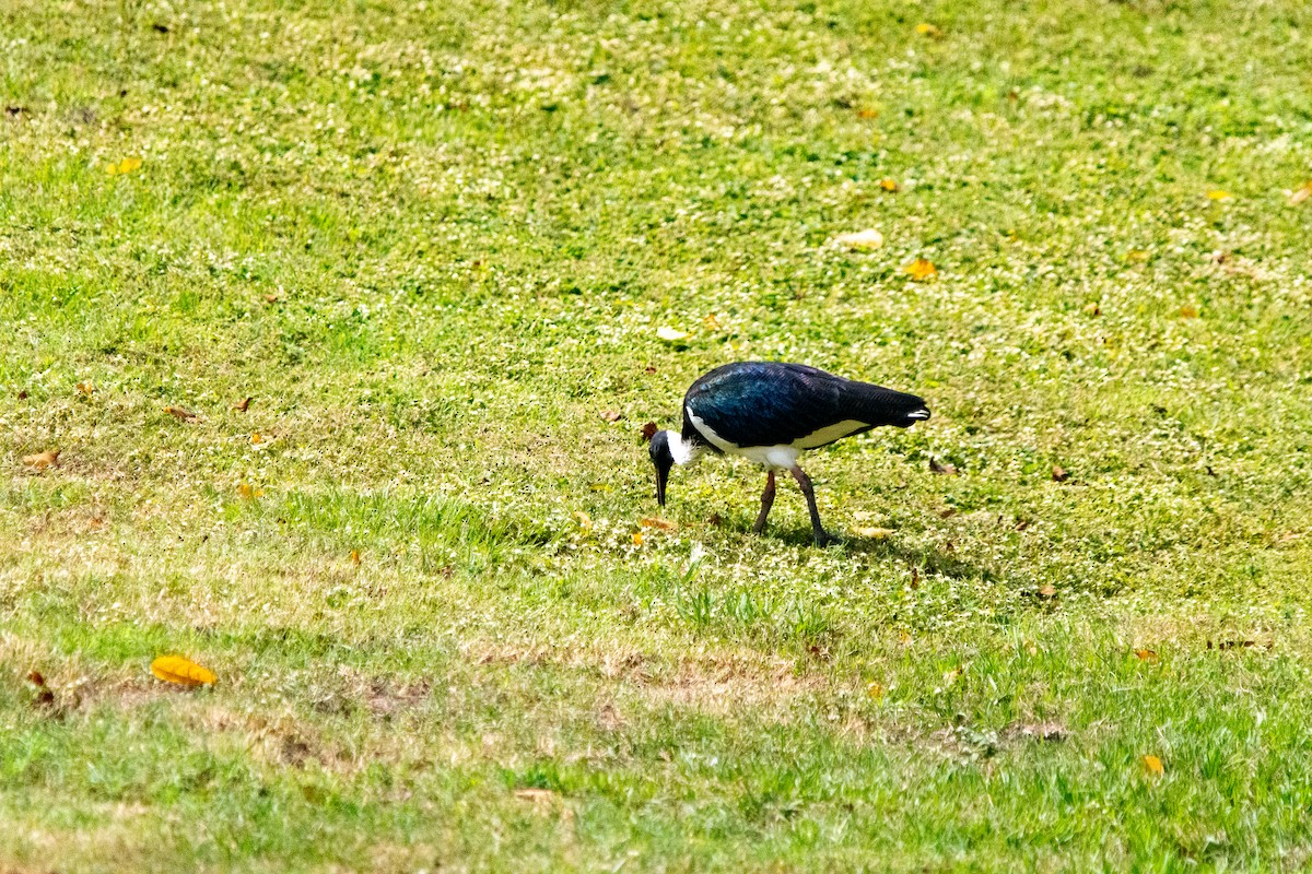 Straw-necked Ibis - ML617407537