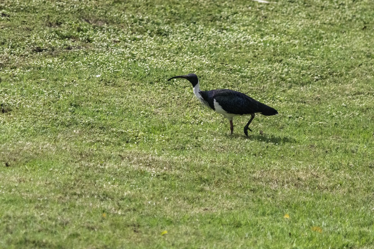 ibis slámokrký - ML617407538