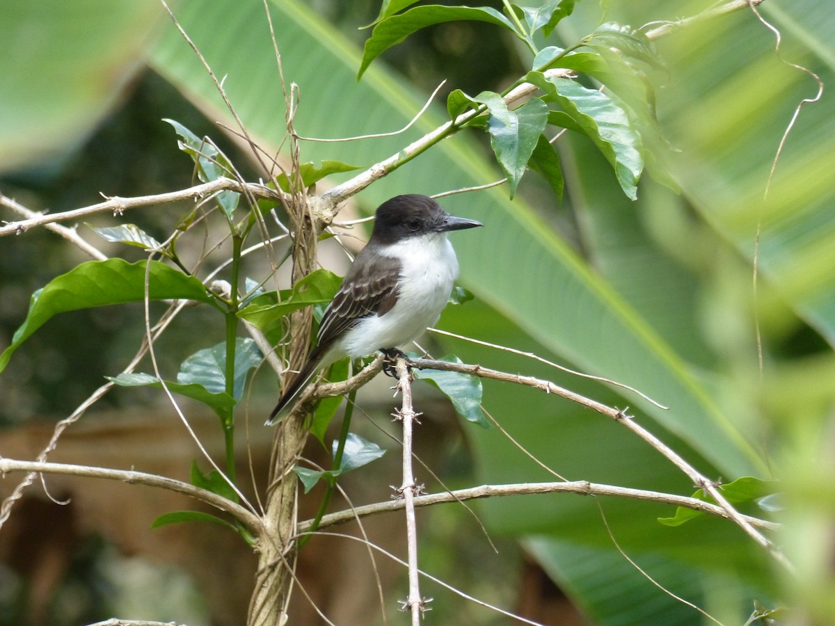 Loggerhead Kingbird - ML617407557