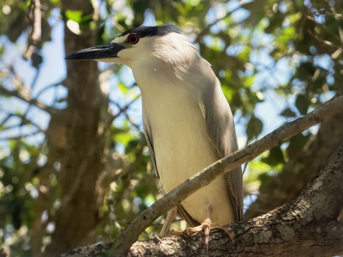 Black-crowned Night Heron - Ivan Machowicz