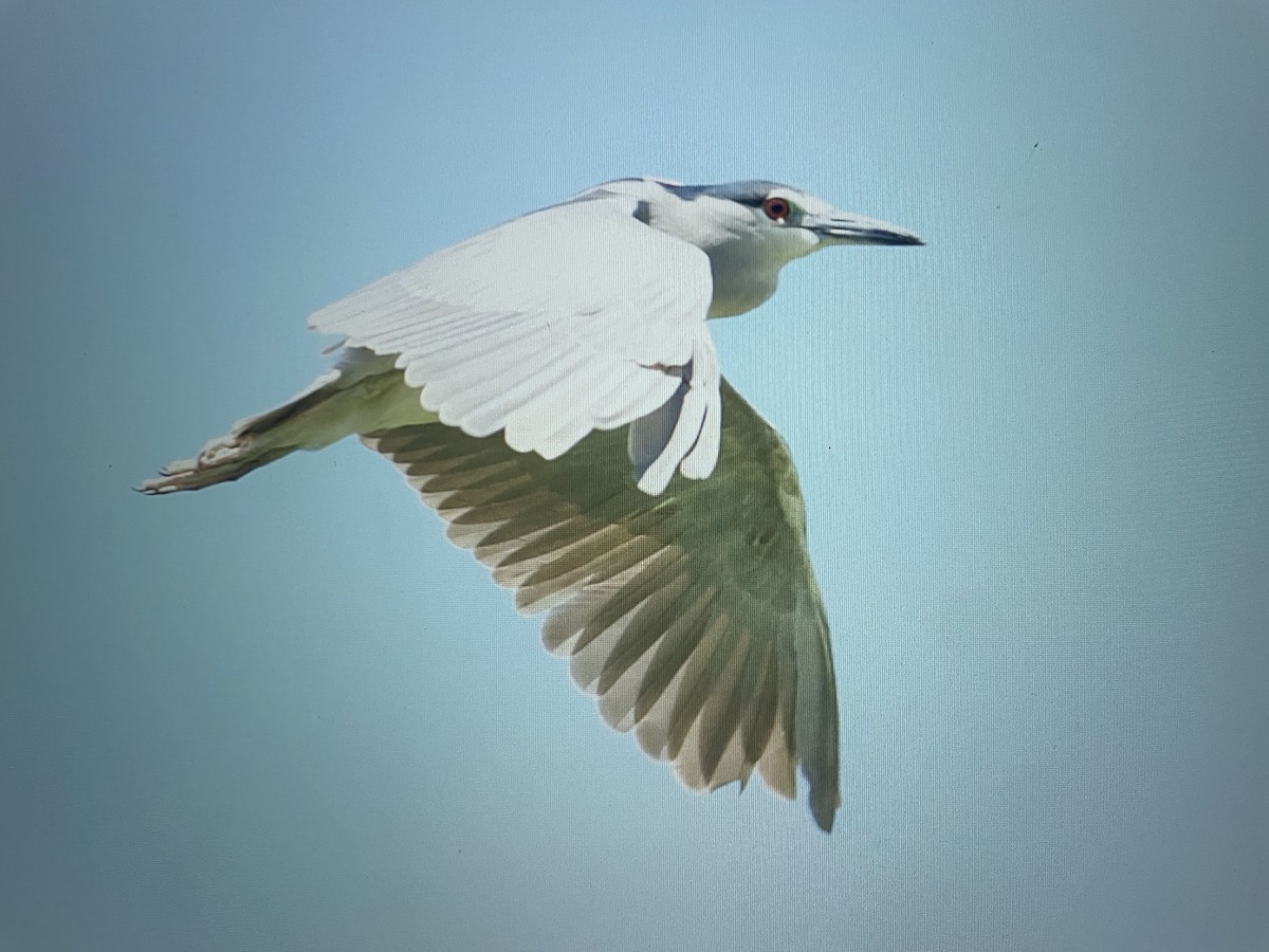 Black-crowned Night Heron - Ivan Machowicz