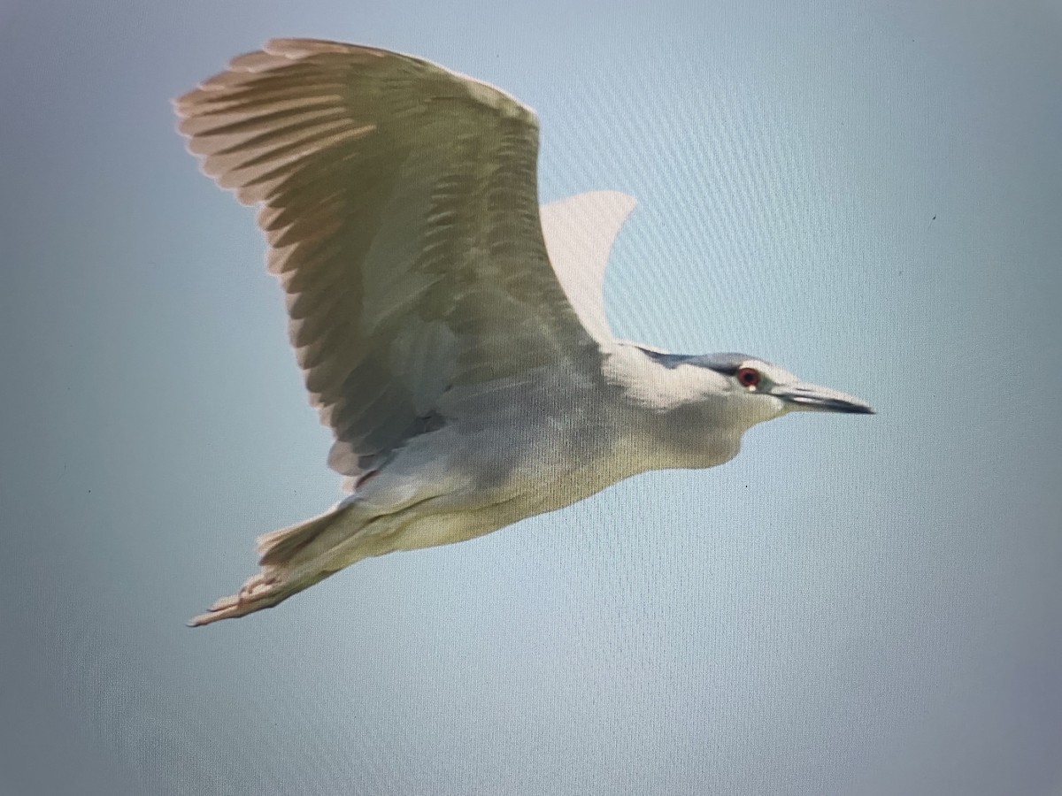 Black-crowned Night Heron - Ivan Machowicz