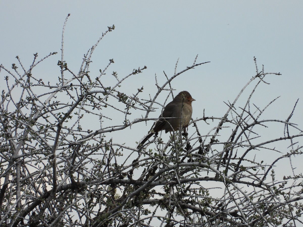 California Towhee - ML617407596