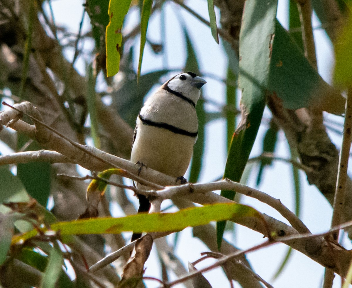 Double-barred Finch - ML617407635