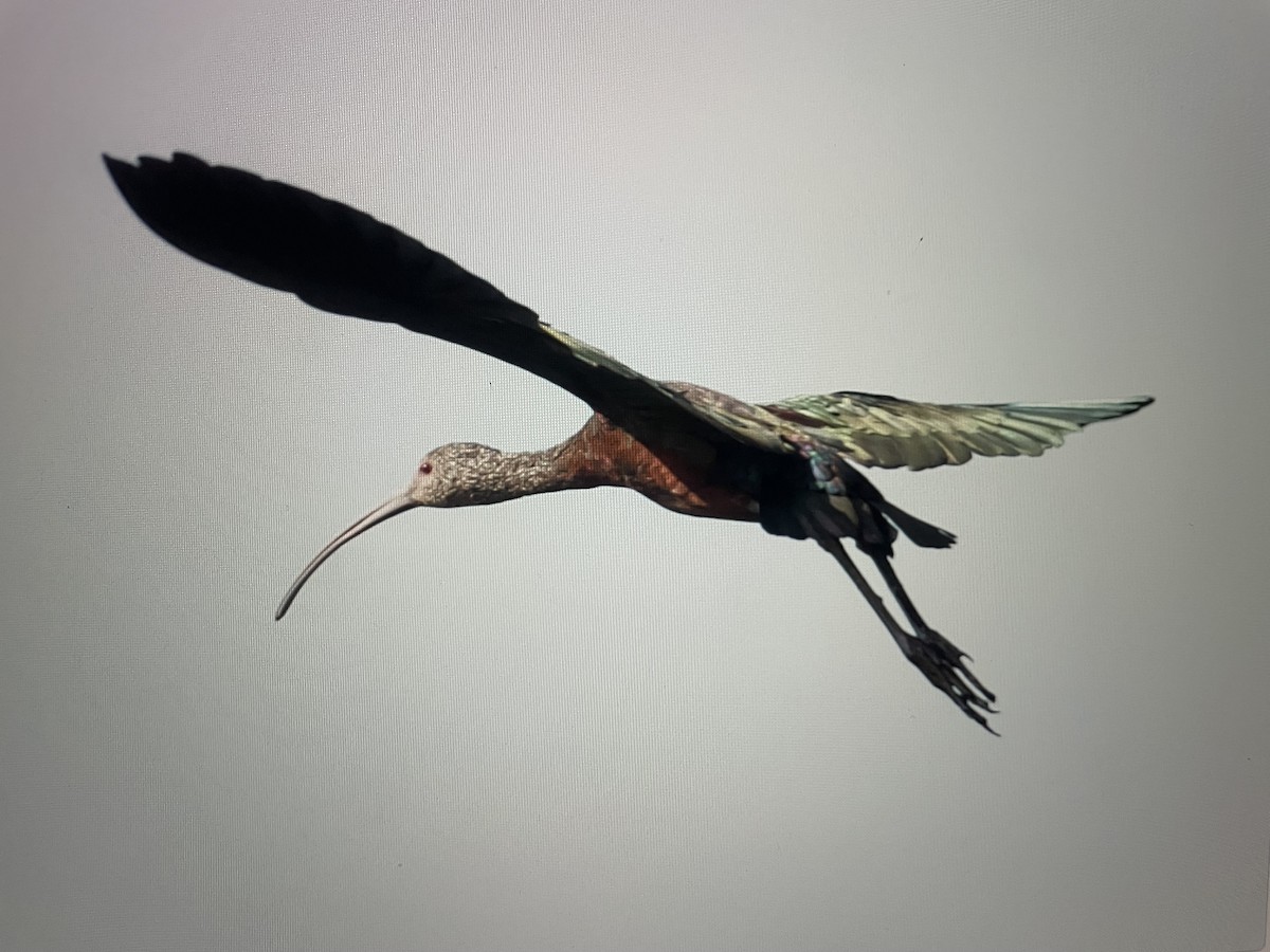 ibis americký - ML617407706