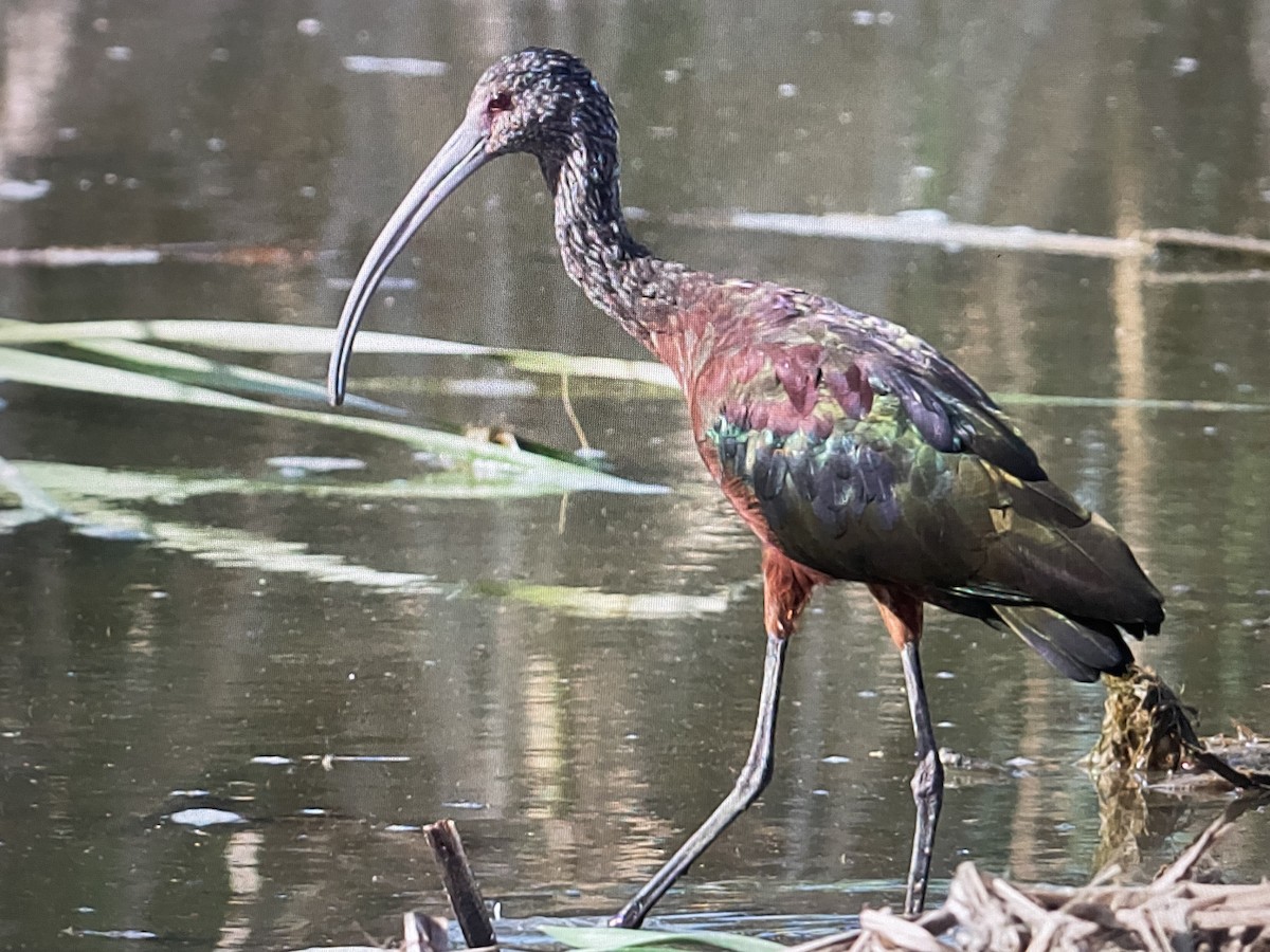 White-faced Ibis - Ivan Machowicz