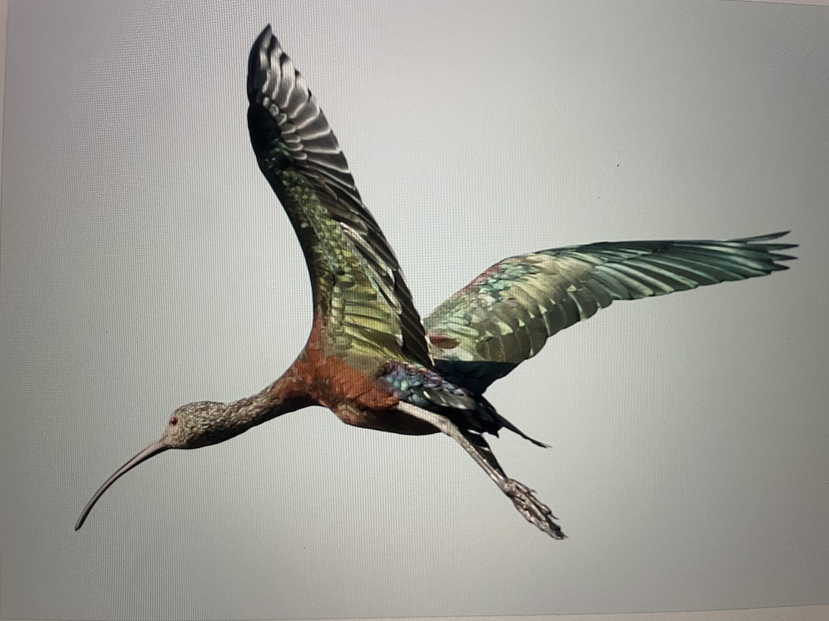 White-faced Ibis - Ivan Machowicz