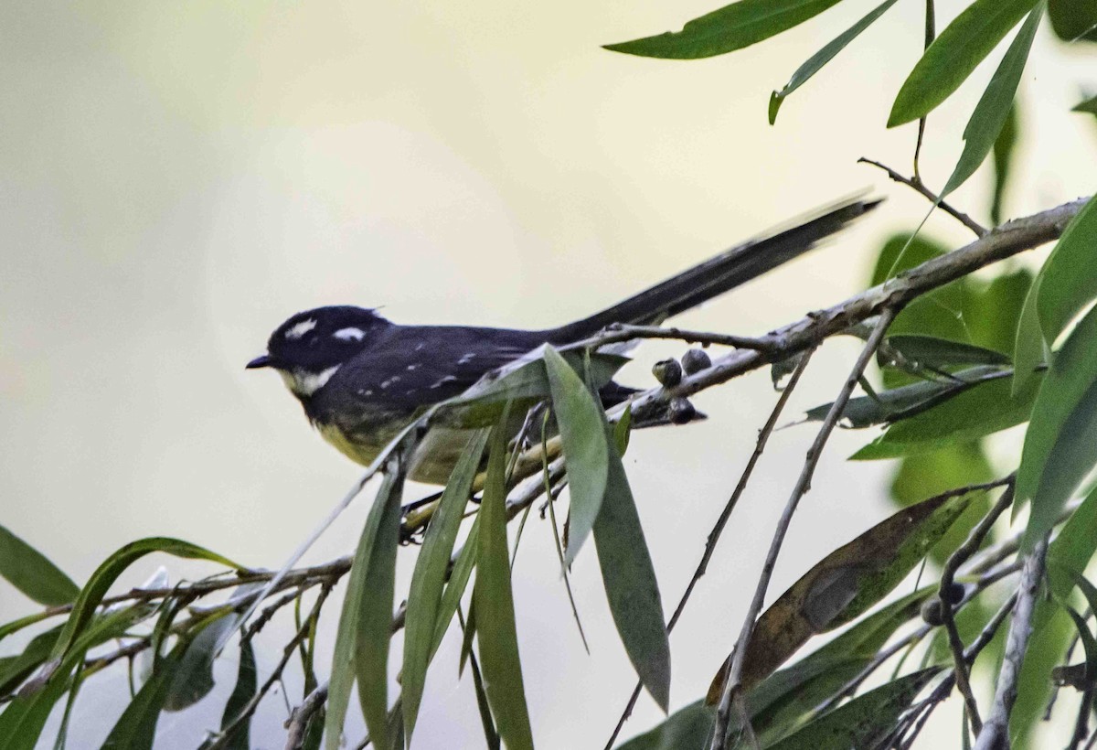 Gray Fantail - Rebel Warren and David Parsons