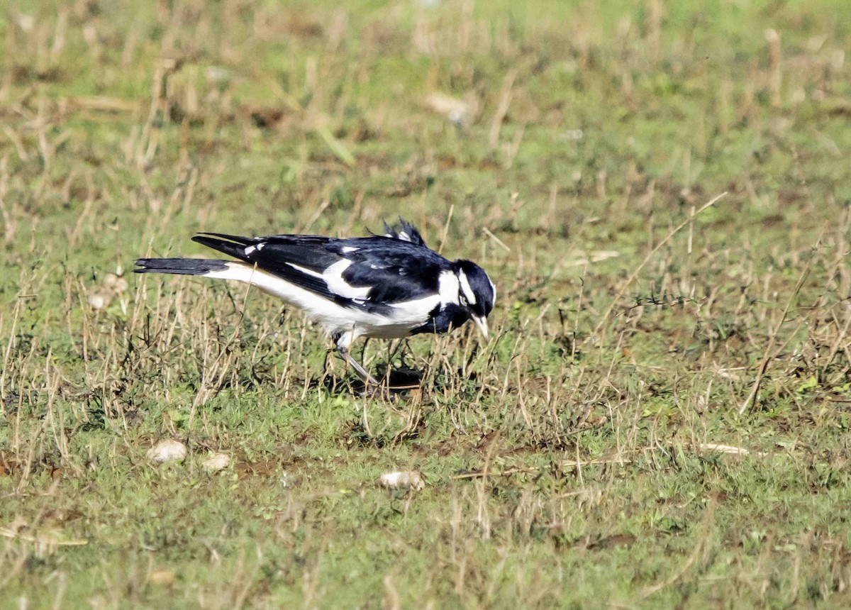 Magpie-lark - Rebel Warren and David Parsons