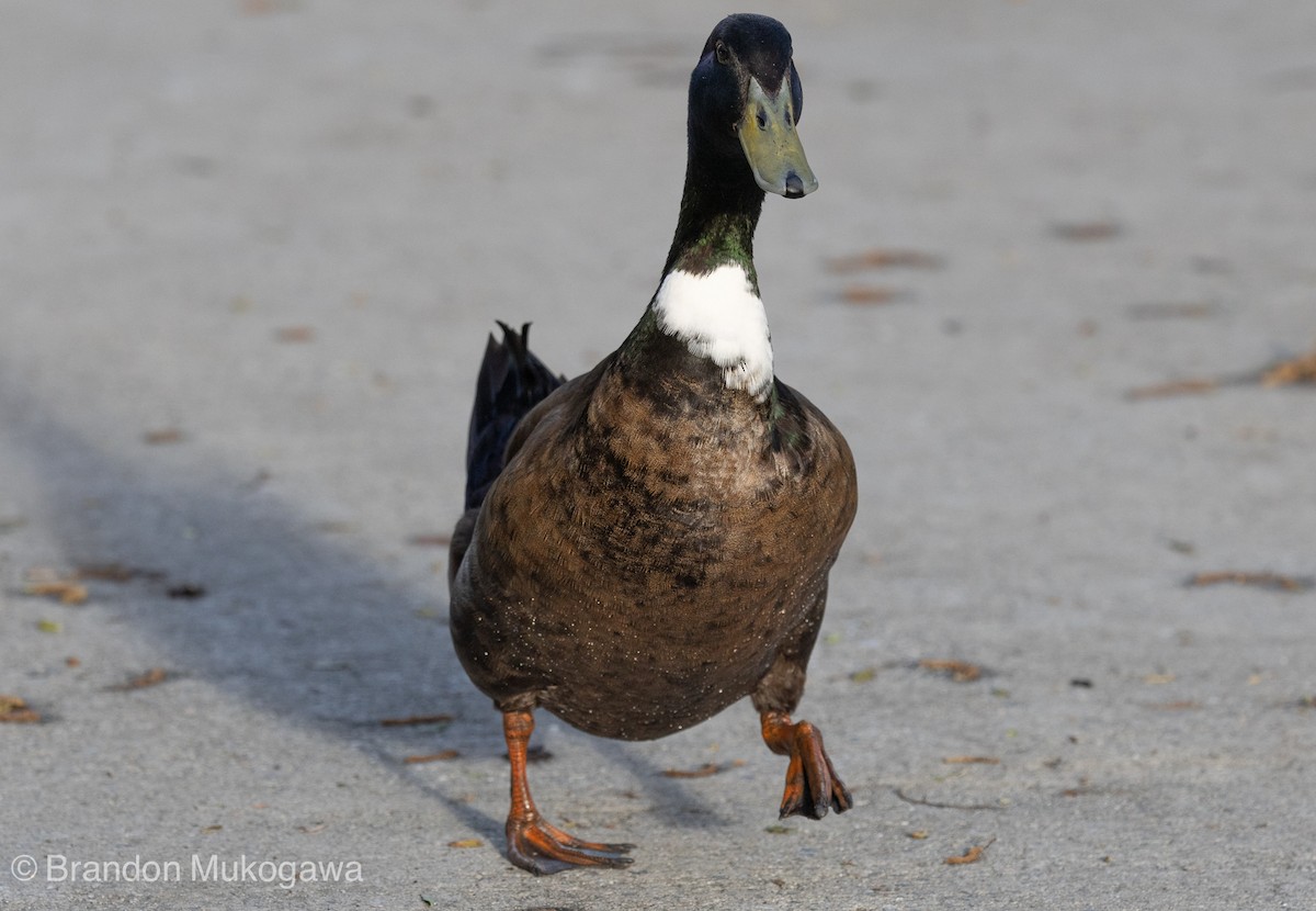 pižmovka americká x kachna divoká (hybrid) - ML617407726