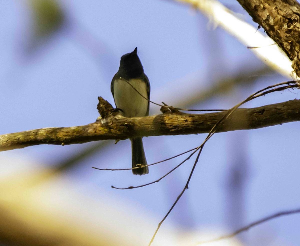 Leaden Flycatcher - ML617407730