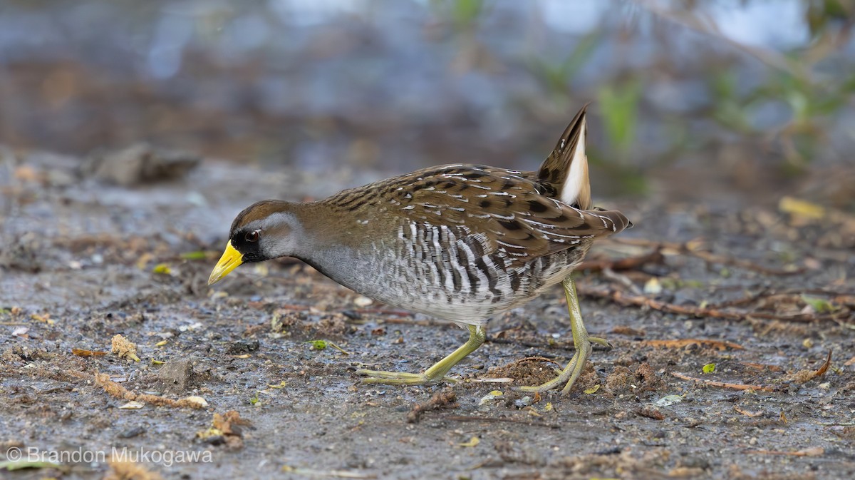 chřástal karolínský - ML617407737
