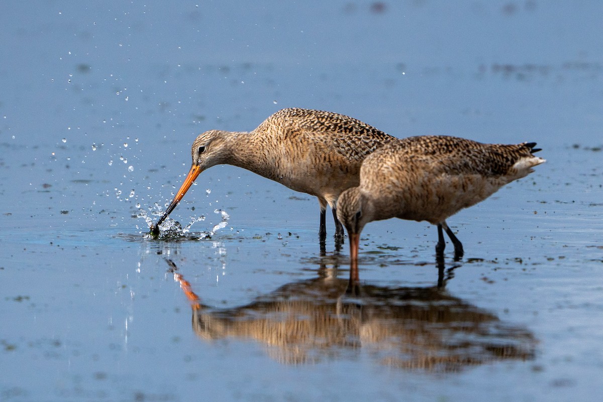 Marbled Godwit - ML617407743