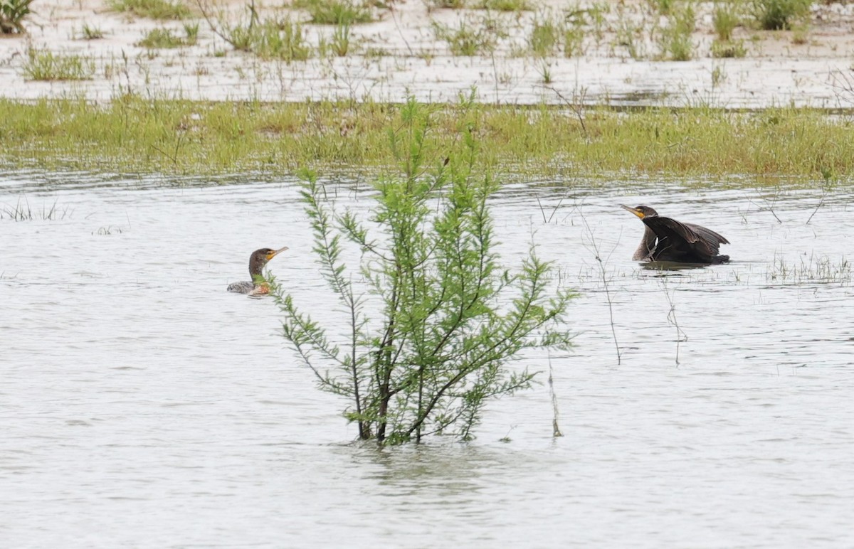 Double-crested Cormorant - ML617407744