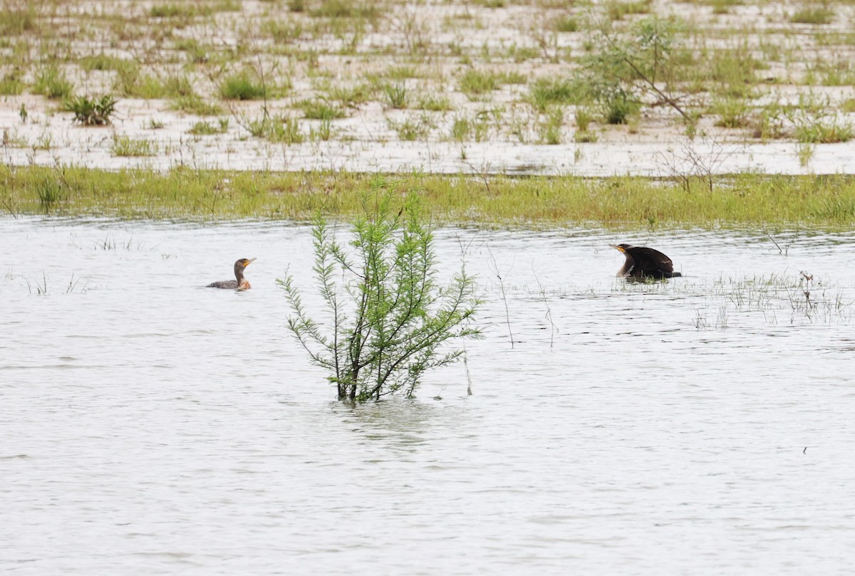 Double-crested Cormorant - ML617407747