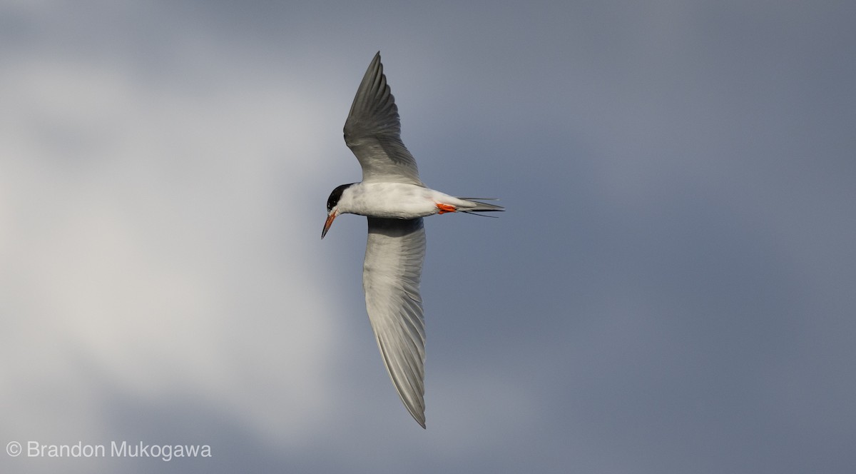 Forster's Tern - Anonymous