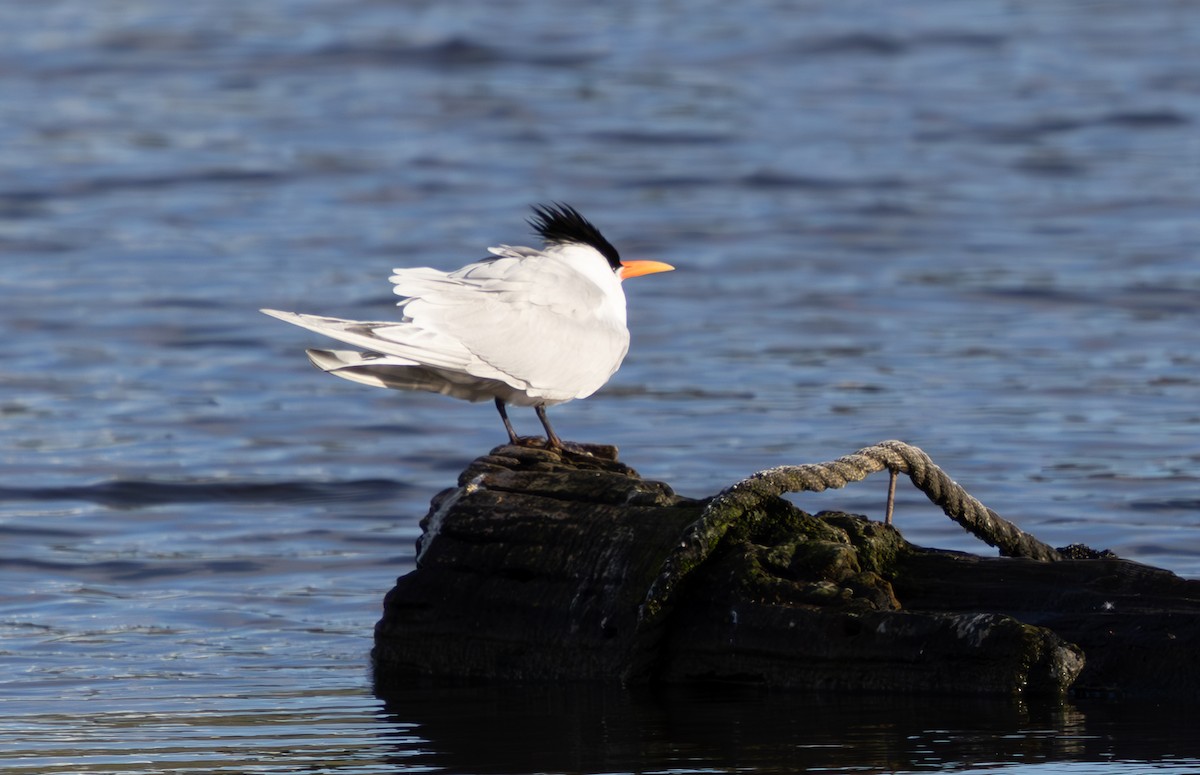 rybák západní - ML617407757