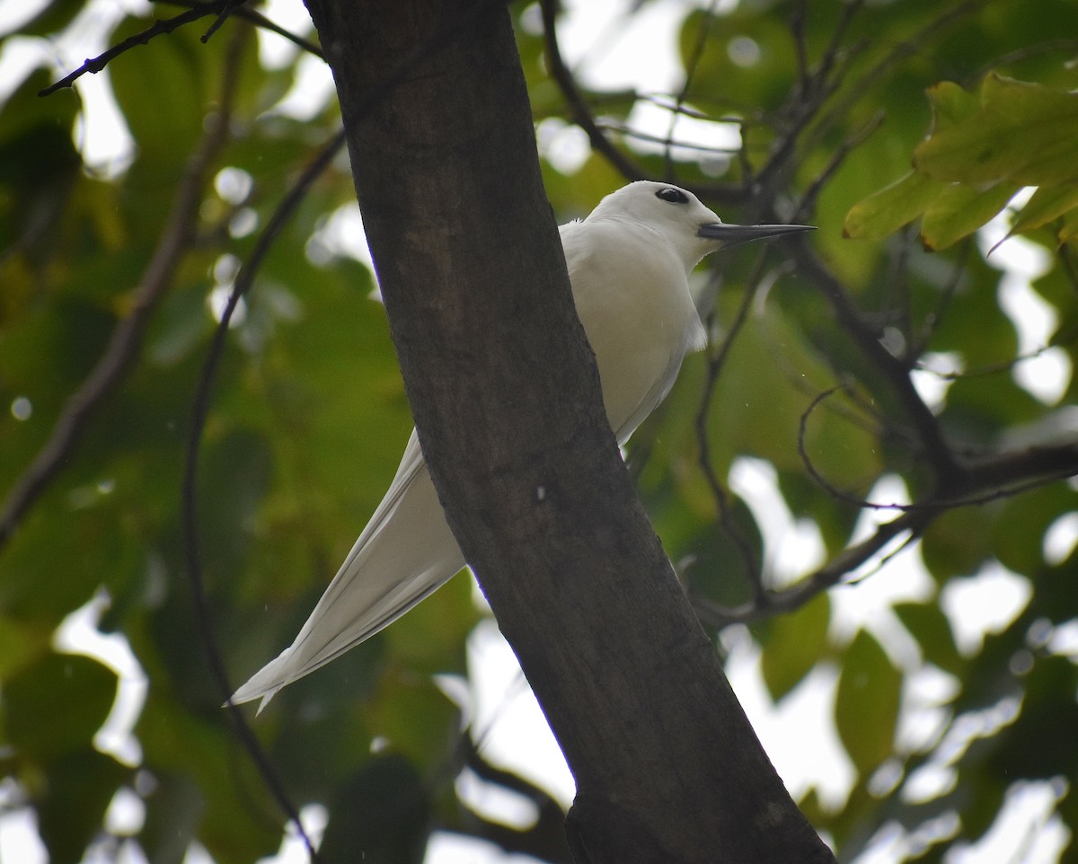 White Tern - Philip Aguiar