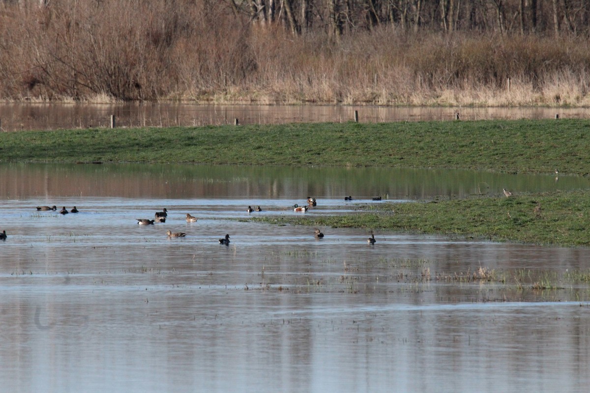 Northern Shoveler - Leslie Andrich