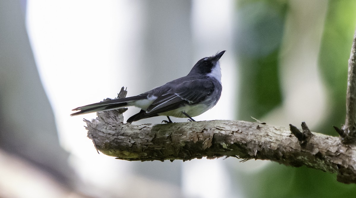 Northern Fantail - ML617407799