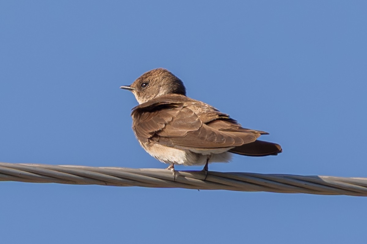 Northern Rough-winged Swallow - ML617407812