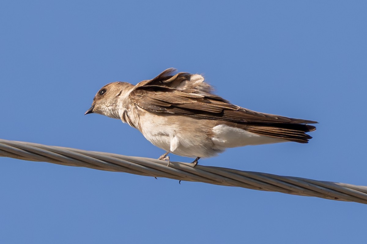 Northern Rough-winged Swallow - ML617407813